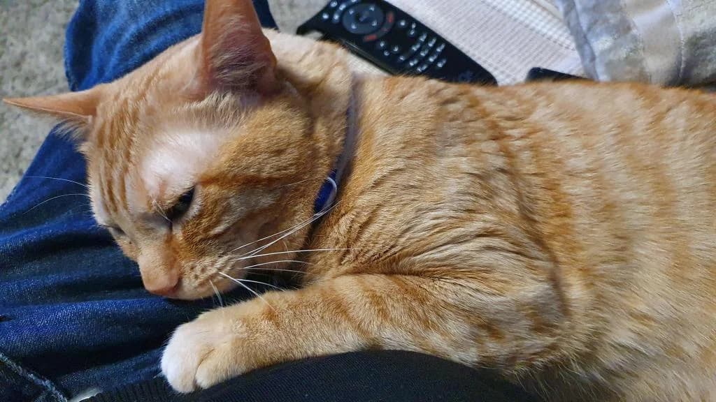 PETIFYG11247 photo 3