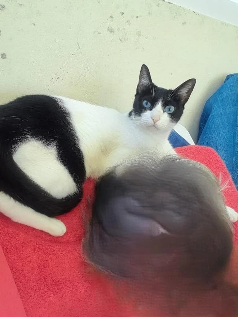 PETIFYG11247 photo 6