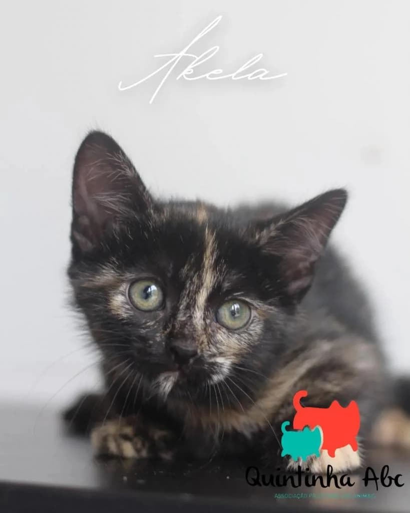 PETIFYG11247 photo 7