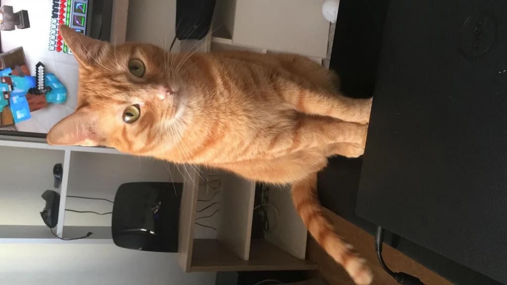 PETIFYG11247 photo 8