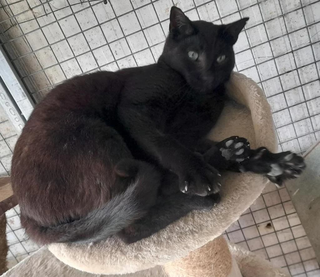 PETIFYG11275 photo 2