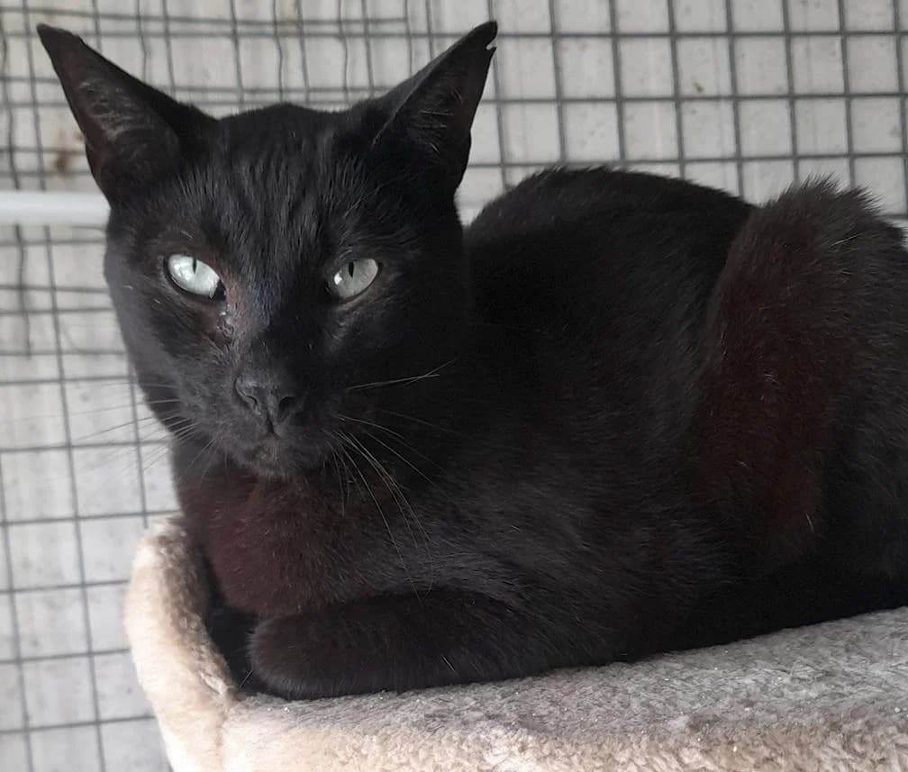 PETIFYG11275 photo 3