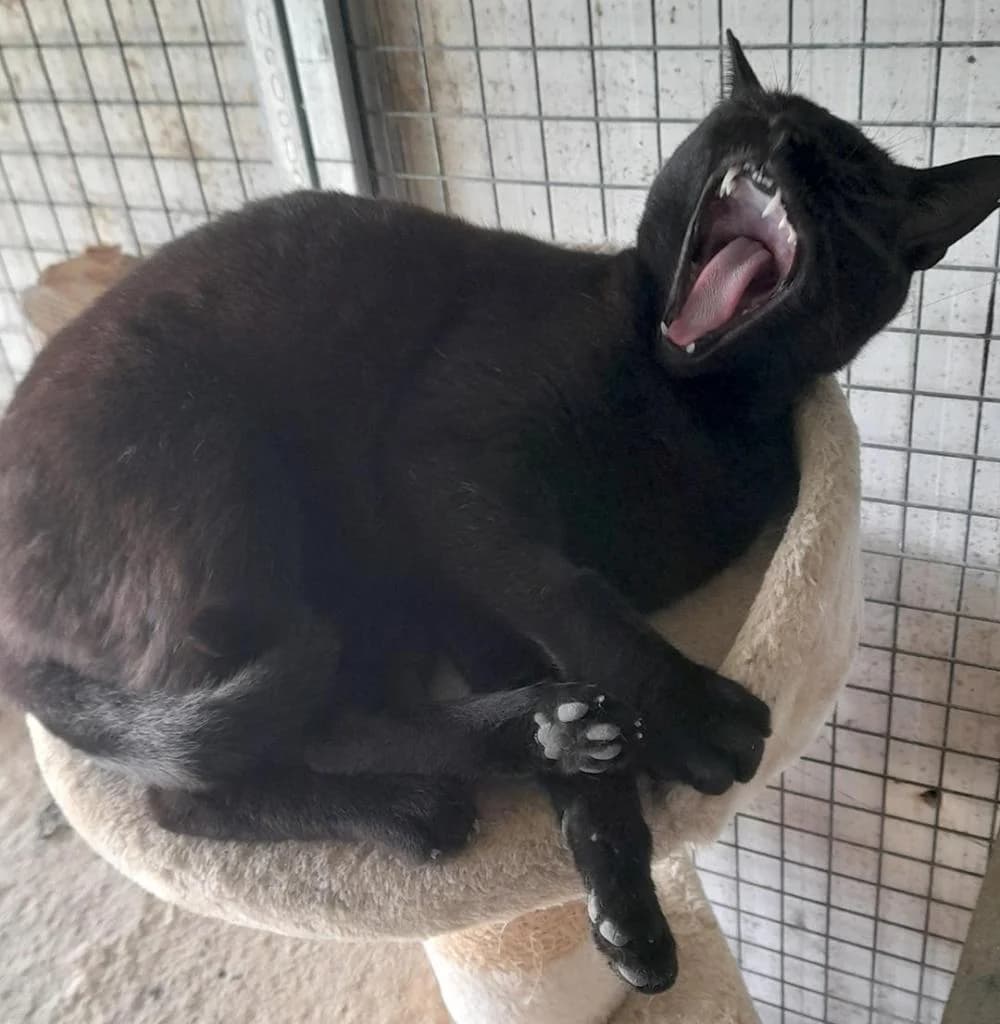 PETIFYG11275 photo 4