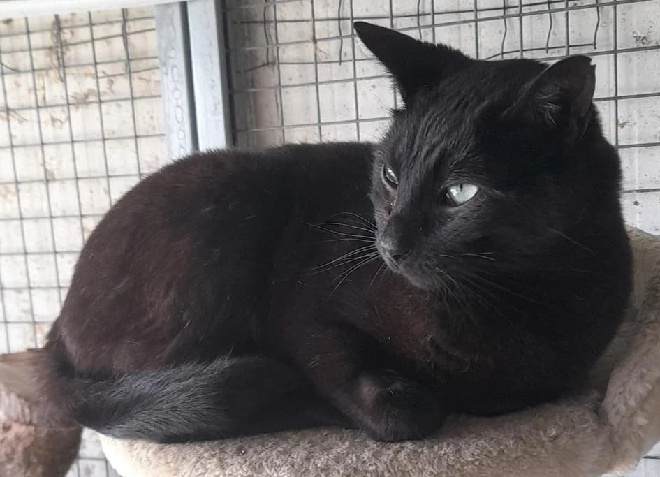 PETIFYG11275 photo 5