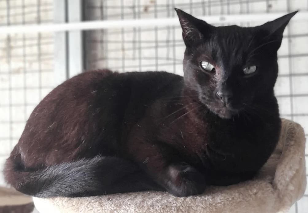 PETIFYG11275 photo 6