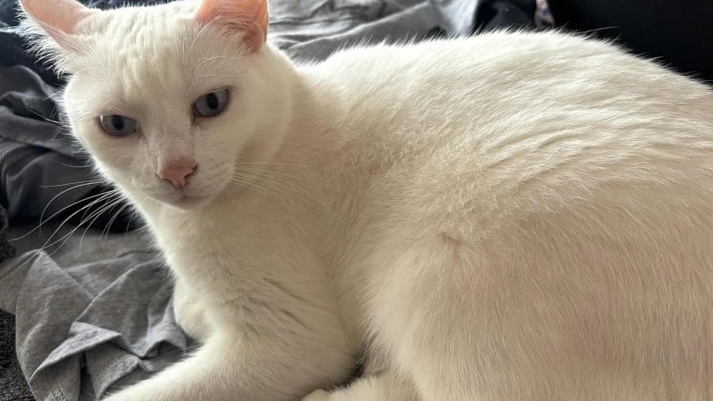 PETIFYG11286 photo 4