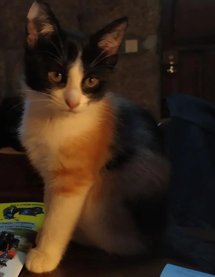 PETIFYG11286 photo 5