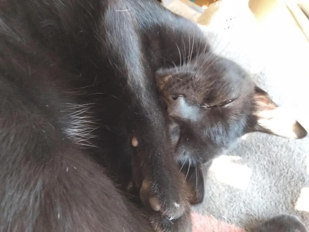 PETIFYG11286 photo 6