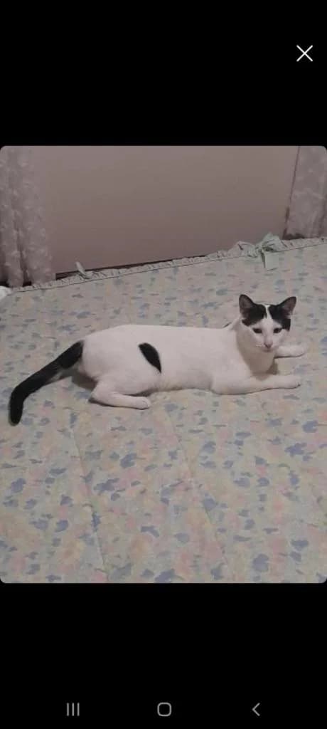 PETIFYG11286 photo 7