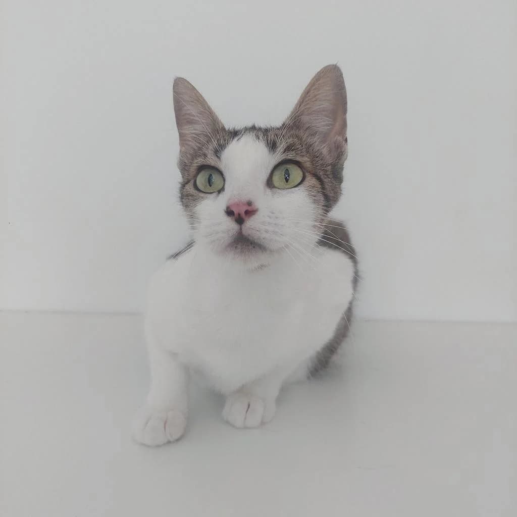 PETIFYG11286 photo 8