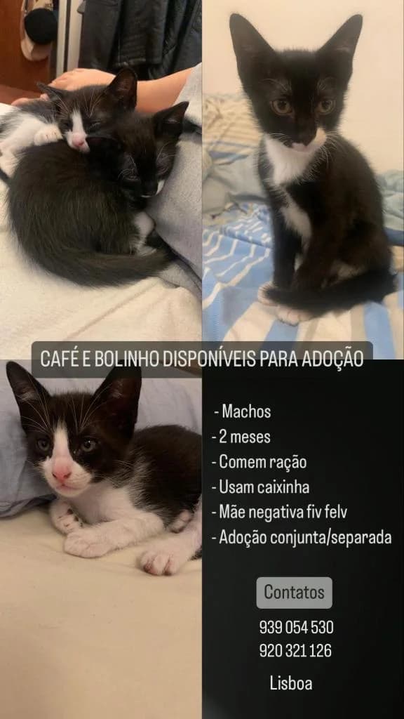 PETIFYG11287 photo 4