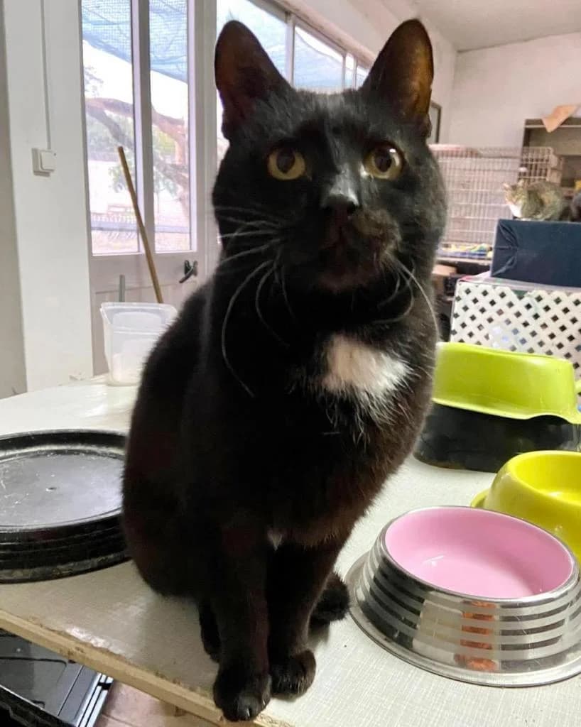 PETIFYG11287 photo 6