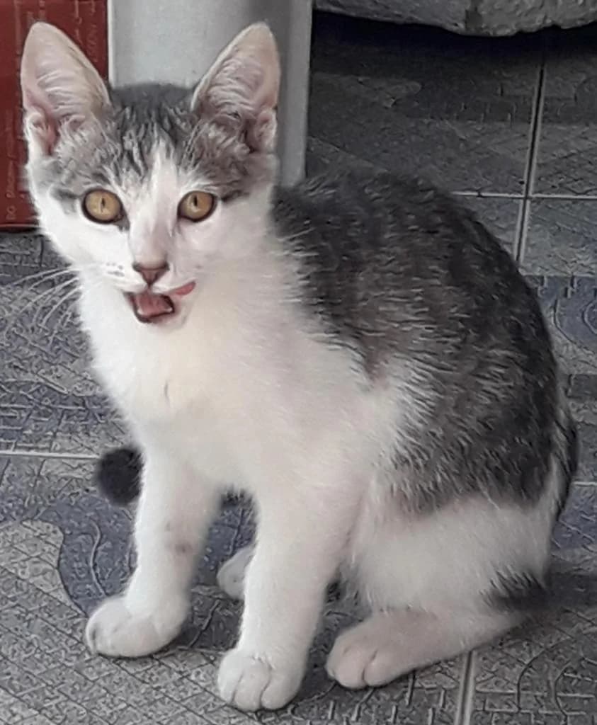 PETIFYG11287 photo 7