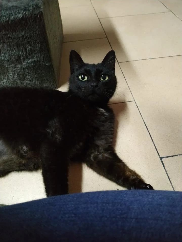 PETIFYG11287 photo 8