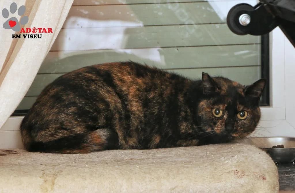 PETIFYG11293 photo 2