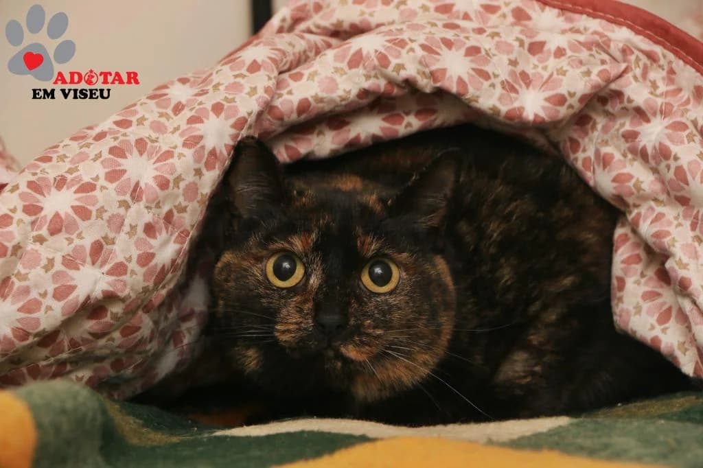 PETIFYG11293 photo 3