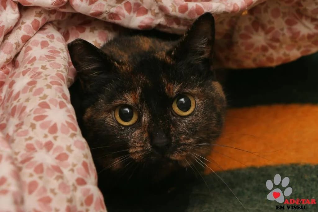 PETIFYG11293 photo 4