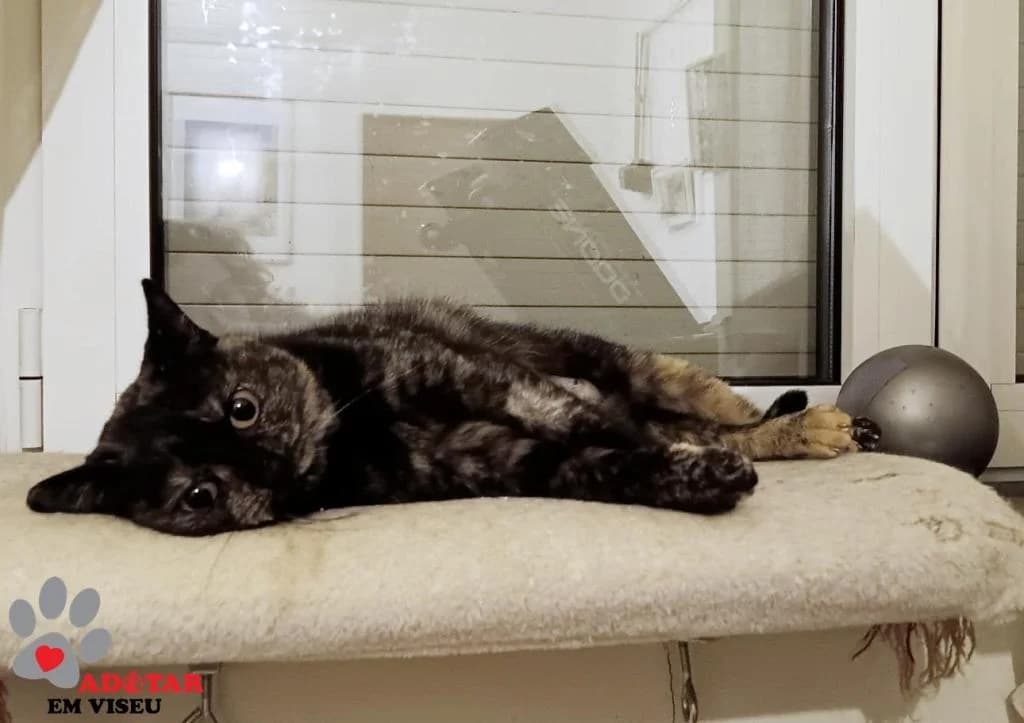 PETIFYG11293 photo 5