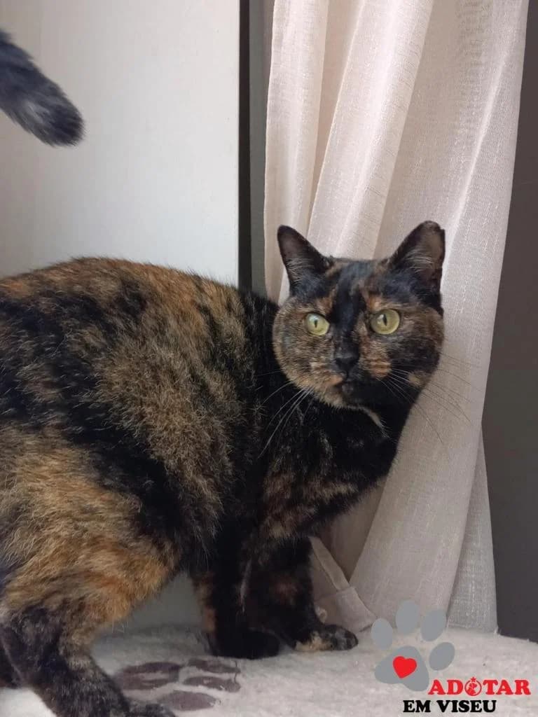 PETIFYG11293 photo 6