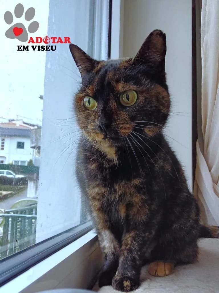 PETIFYG11293 photo 7