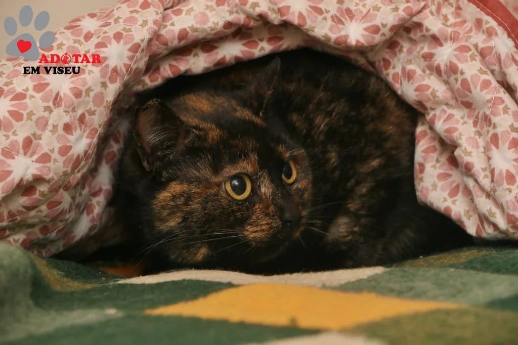 PETIFYG11293 photo 8