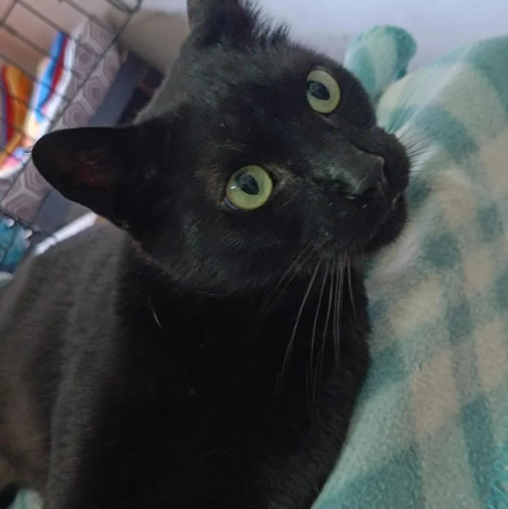 PETIFYG11295 photo 4