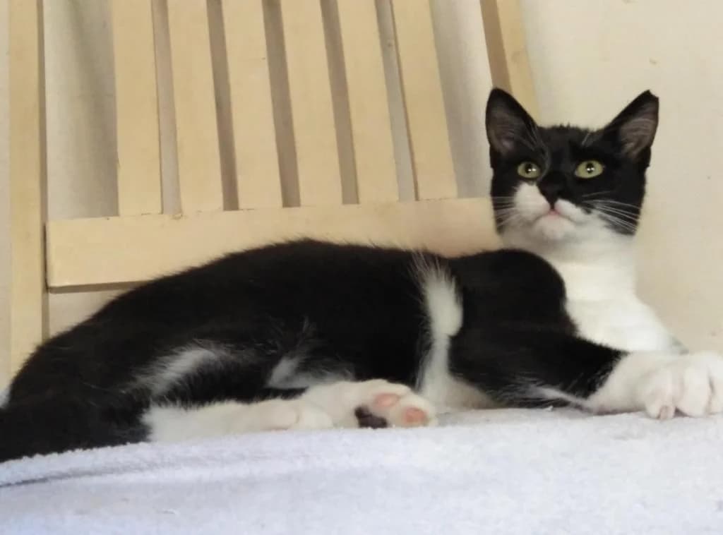 PETIFYG11295 photo 5