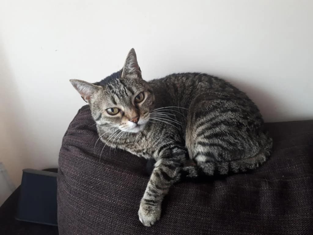 PETIFYG11295 photo 6