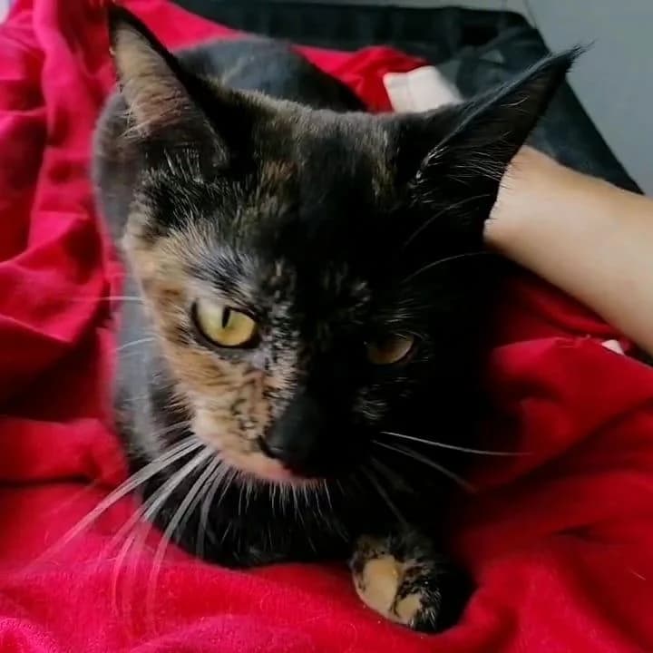 PETIFYG11295 photo 7