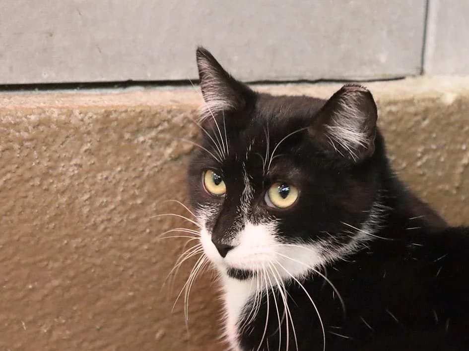 PETIFYG11296 photo 2