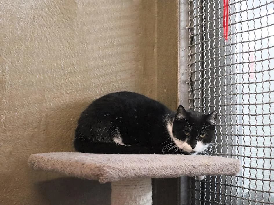 PETIFYG11296 photo 3