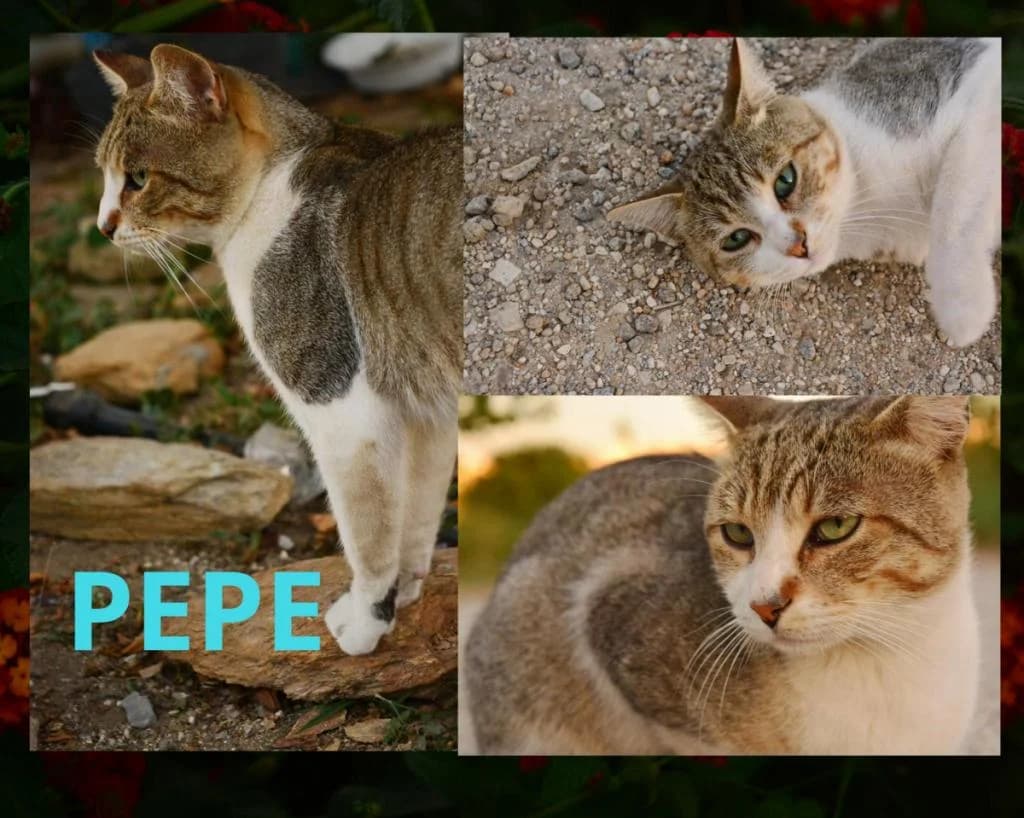 PETIFYG11296 photo 6