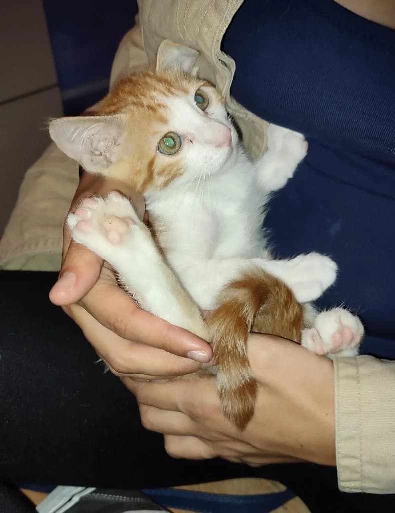 PETIFYG11296 photo 7