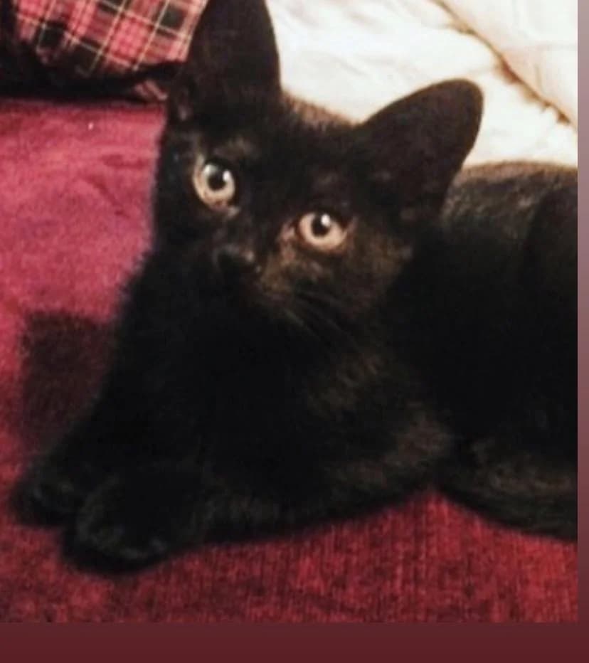 PETIFYG11299 photo 4