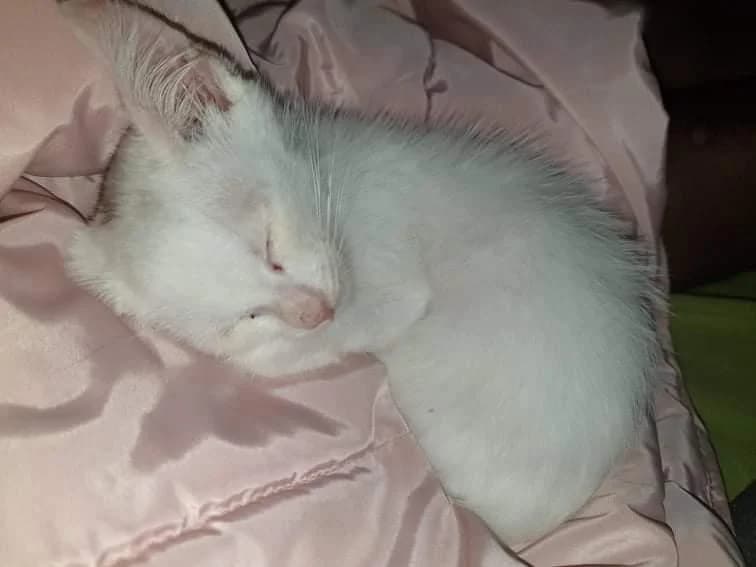 PETIFYG11299 photo 5