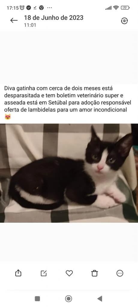 PETIFYG11299 photo 6