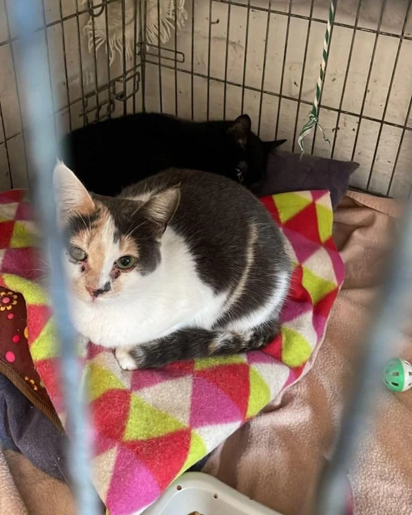 PETIFYG11299 photo 7