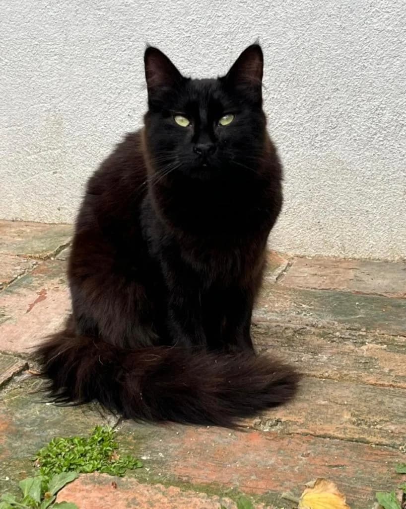 PETIFYG11299 photo 8