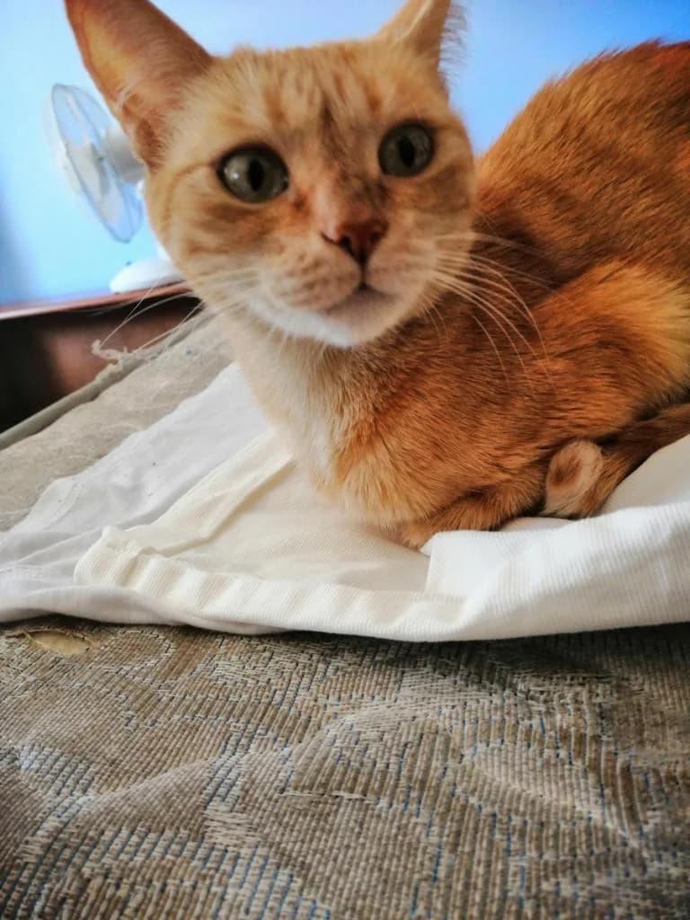 PETIFYG11304 photo 4