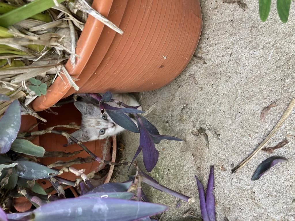 PETIFYG11304 photo 5