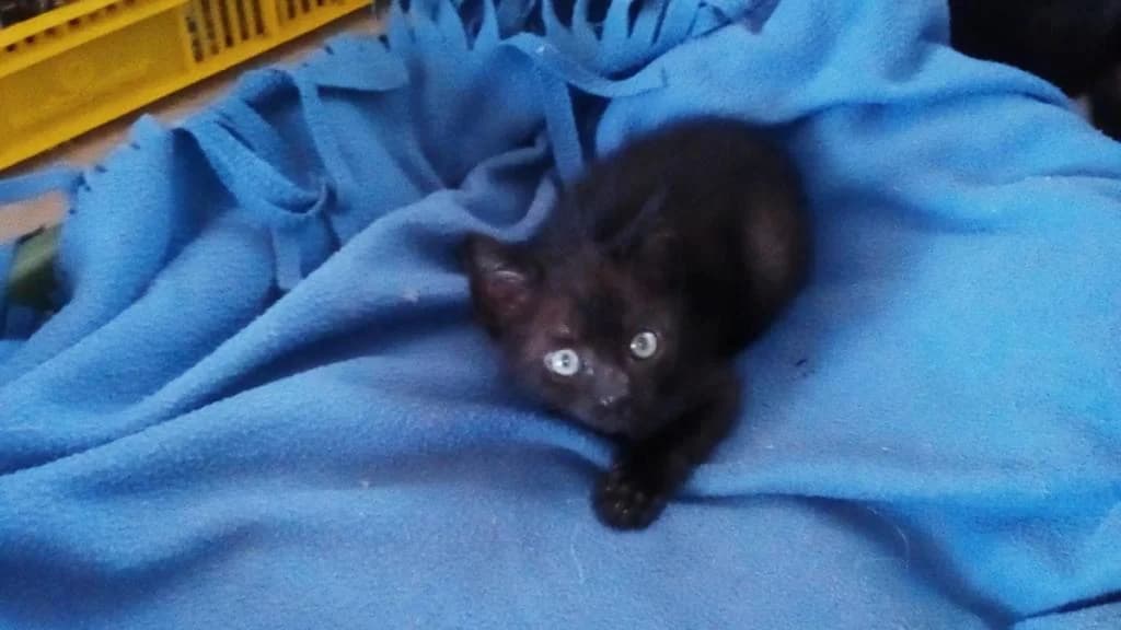 PETIFYG11304 photo 6