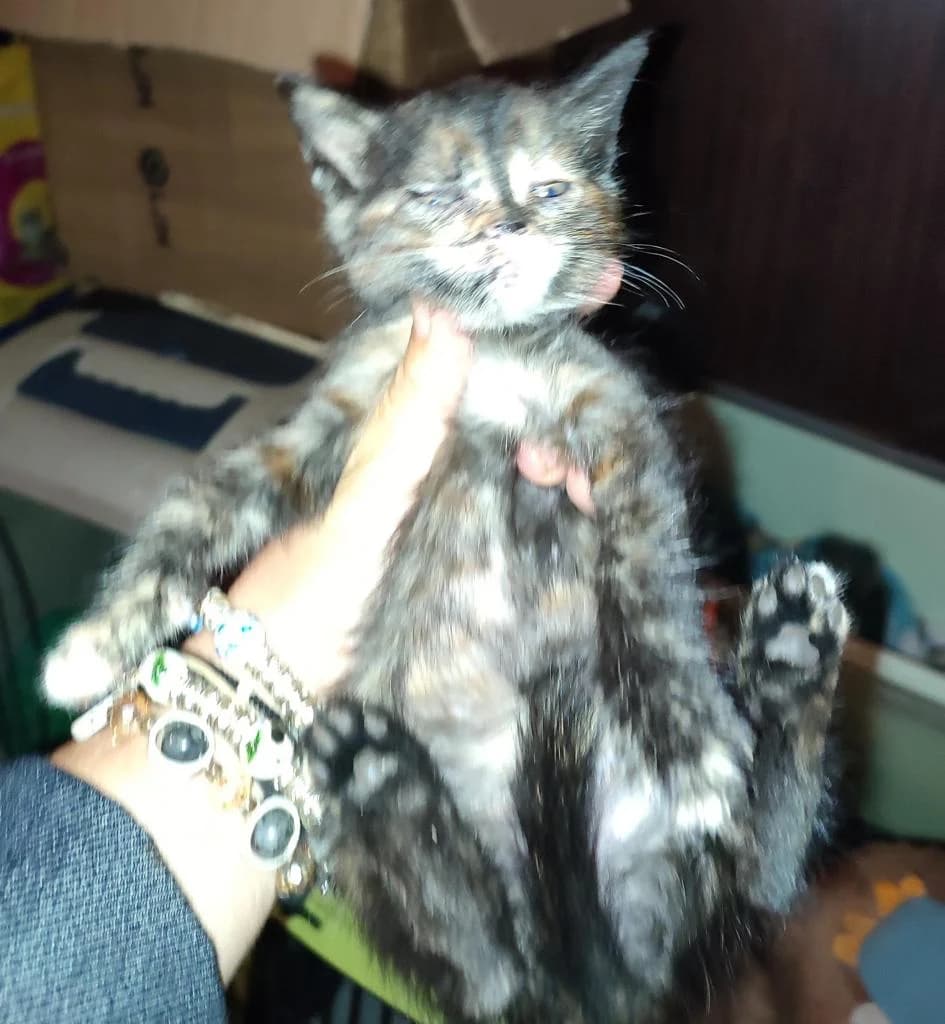 PETIFYG11304 photo 8