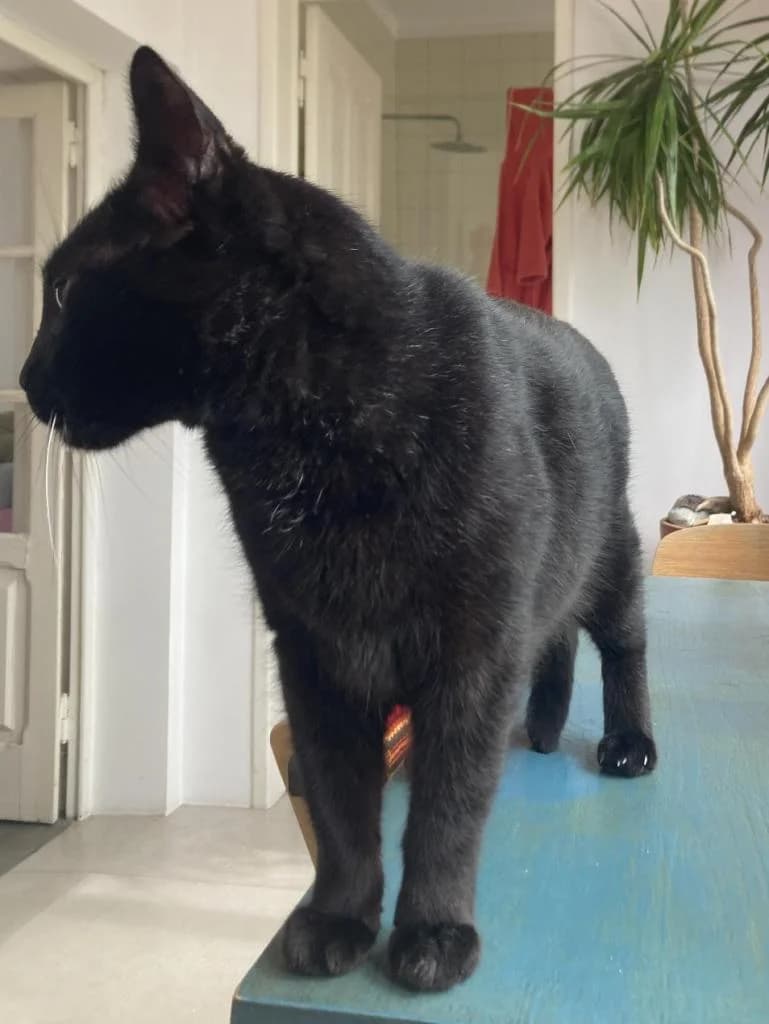 PETIFYG11327 photo 2