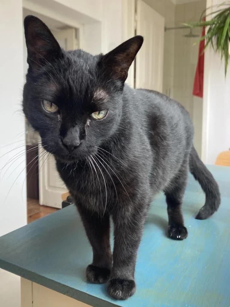 PETIFYG11327 photo 3