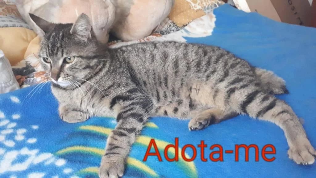 PETIFYG11327 photo 6