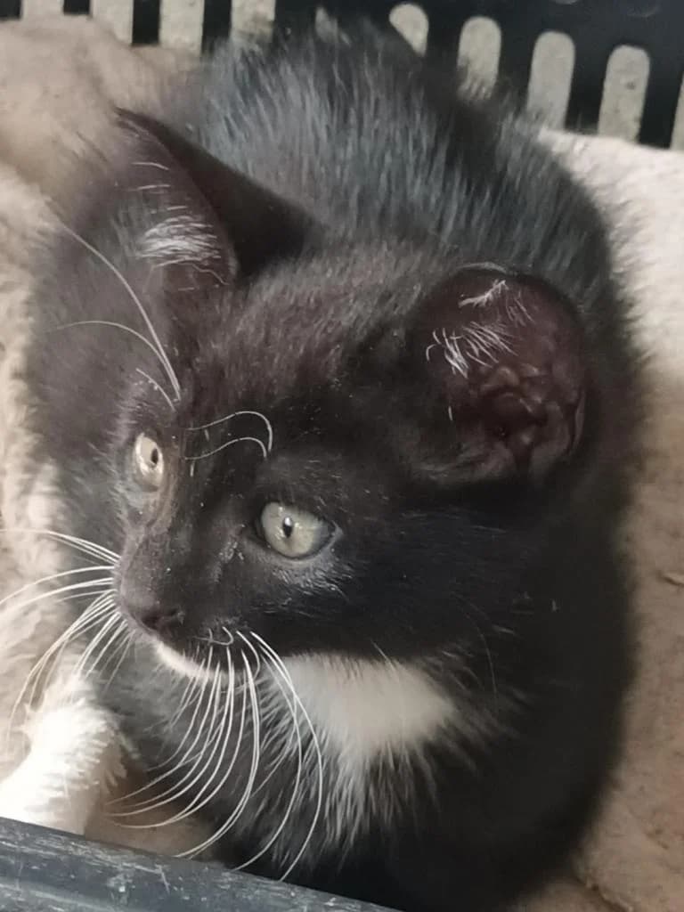 PETIFYG11327 photo 7