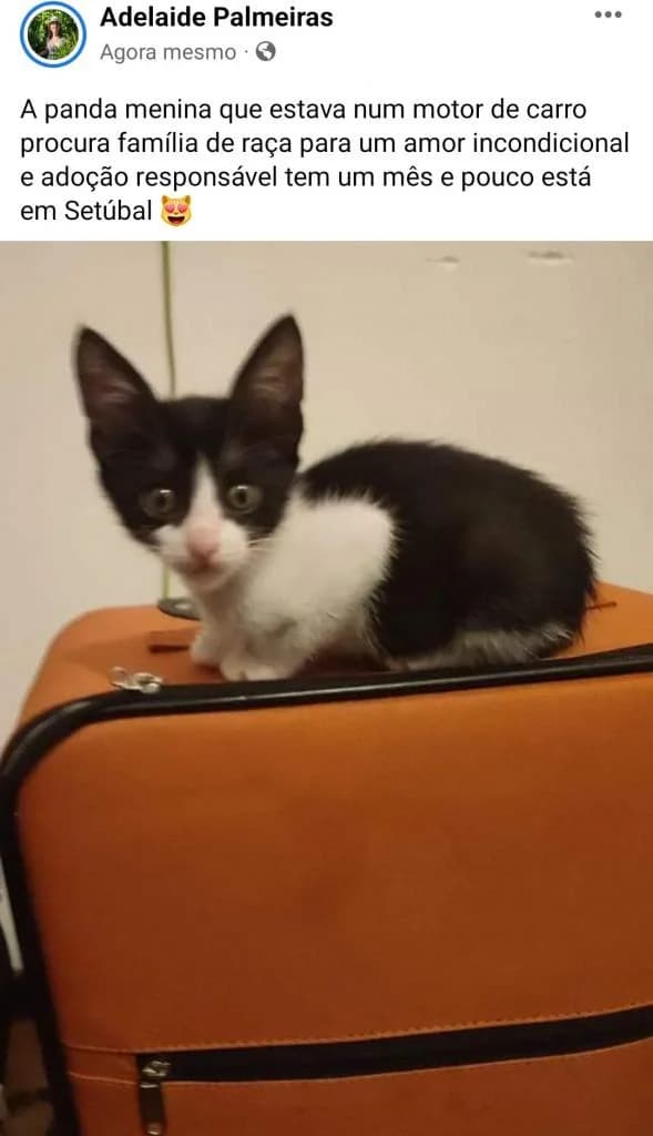 PETIFYG11327 photo 8