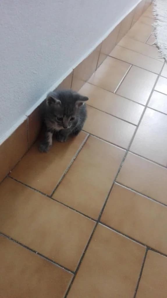 PETIFYG11330 photo 4