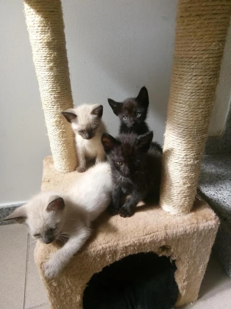 PETIFYG11330 photo 6