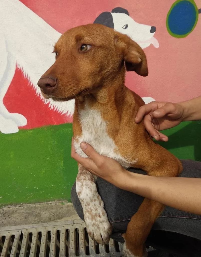 PETIFYG11330 photo 7